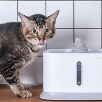 [獨家組合]自動寵物餵食器+循環活水機