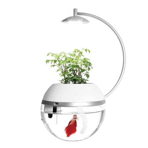 香草與魚 [鬪] Herb&Fish Fight