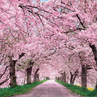 香氛按摩蠟燭 (45小時)- 日本櫻花