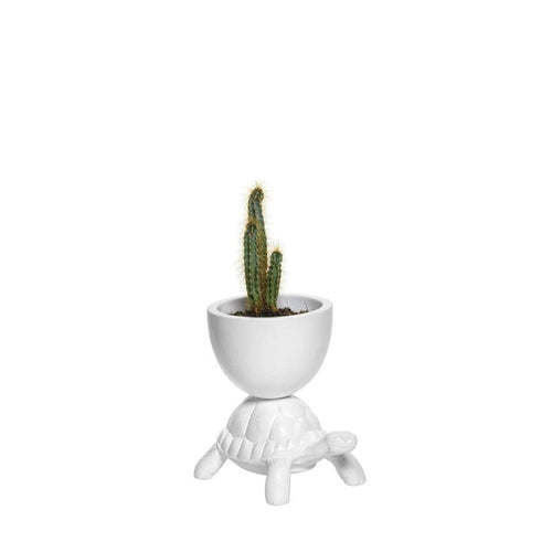 迷你烏龜造型盆栽