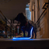 安全LED發光寵物牽繩